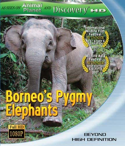 ¼Ƭ޵٪/Borneo's Pygmy Elephants-Ļ