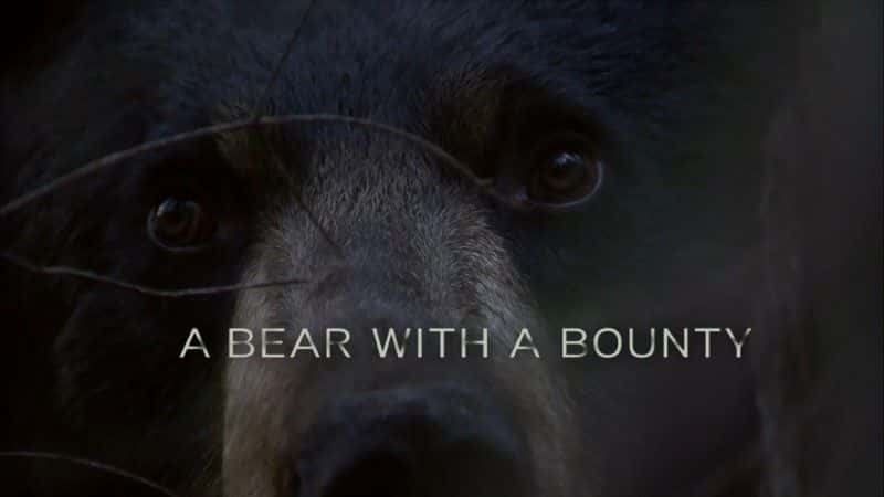 ¼Ƭͽ/A Bear with a Bounty-Ļ