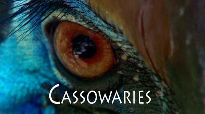 ¼Ƭ/Cassowaries-Ļ