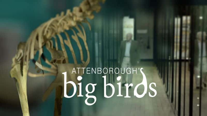 ¼ƬյĴ/Attenborough's Big Birds-Ļ