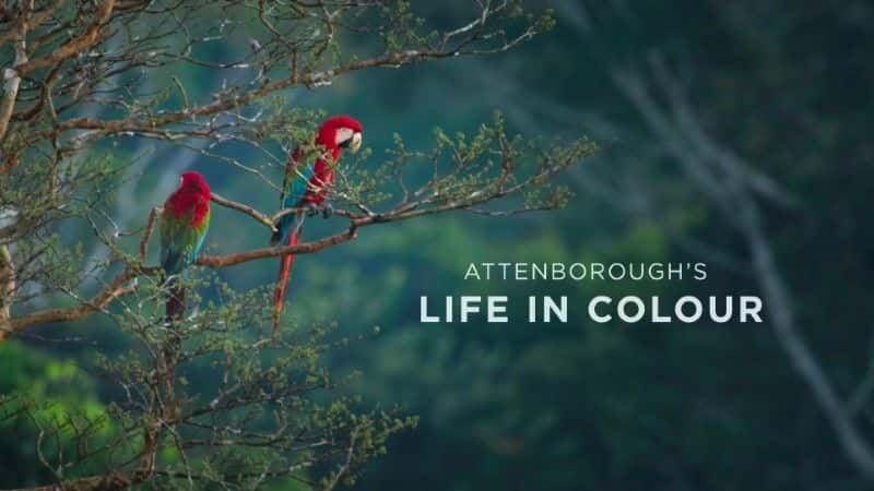 ¼Ƭյɫ/Attenborough's Life in Colour-Ļ