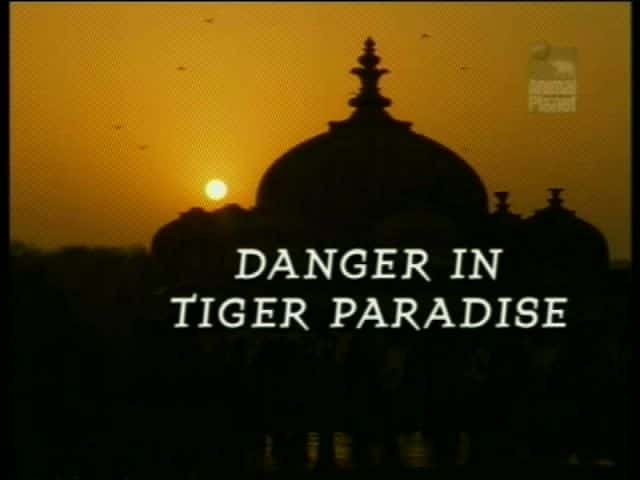 ¼Ƭ԰Σ/Danger in Tiger Paradise-Ļ