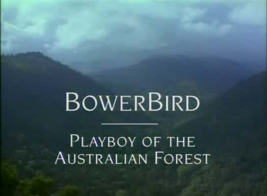 ¼Ƭ񣺰ĴɭֵĻ/BowerBird: Playboy of the Australian Forest-Ļ