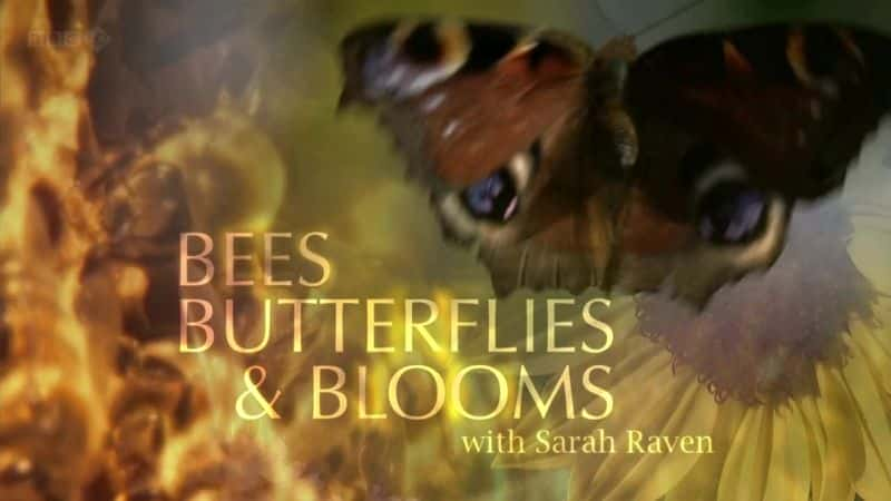 ¼Ƭ۷䡢ͻ/Bees Butterflies and Blooms-Ļ