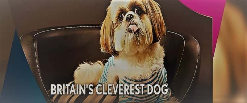 ¼ƬӢĹ/Britain's Cleverest Dog-Ļ