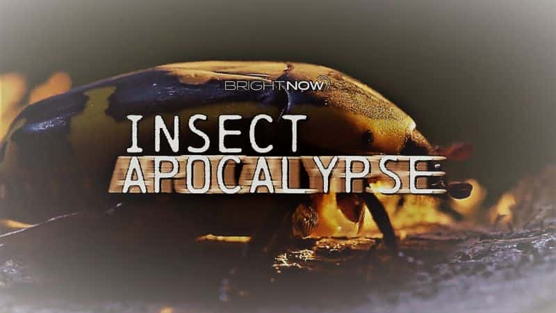 ¼Ƭڣ/Bright Now: Insect Apocalypse-Ļ