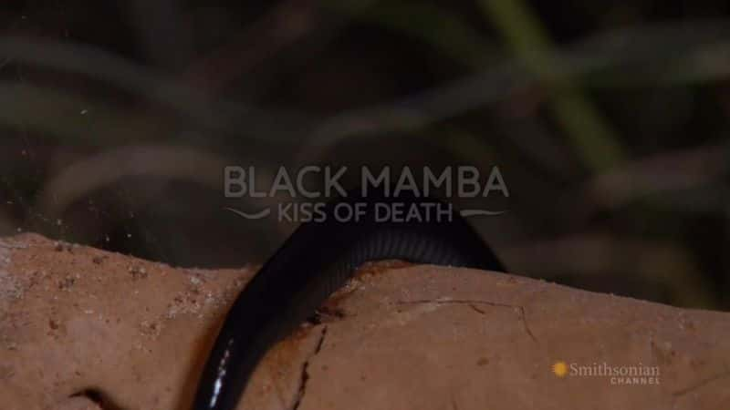 ¼Ƭ֮ͣ/Black Mamba: Kiss of Death-Ļ