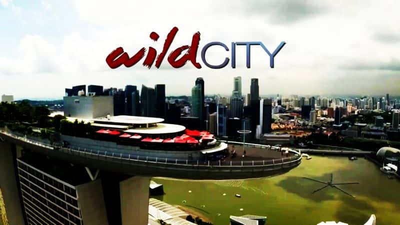 ¼ƬǱģҰ/David Attenboroughs: Wild City-Ļ