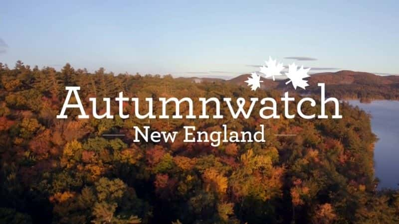 ¼Ƭ2018＾۲/Autumnwatch 2018-Ļ