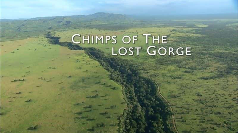 ¼ƬʧϿȵĺ/Chimps of the Lost Gorge-Ļ