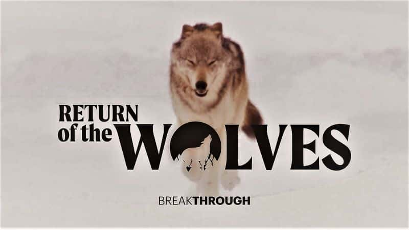 ¼ƬͻƣǵĻع/Breakthrough: Return of the Wolves-Ļ