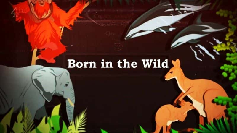 ¼ƬҰ/Born in the Wild-Ļ