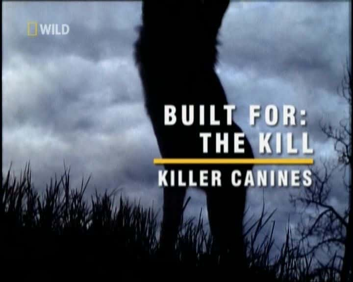 ¼ƬΪɱ¾-ɱȮ/Built for the Kill - Killer Canines-Ļ