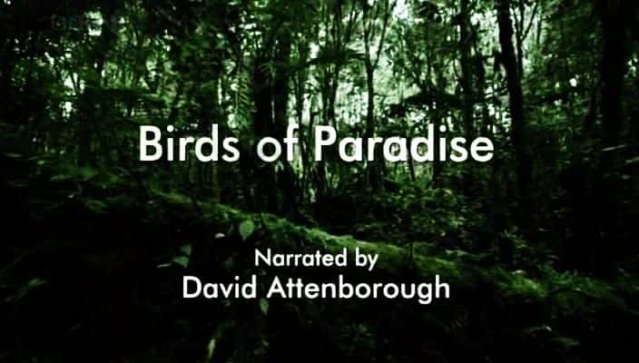 ¼Ƭ/Birds of Paradise-Ļ