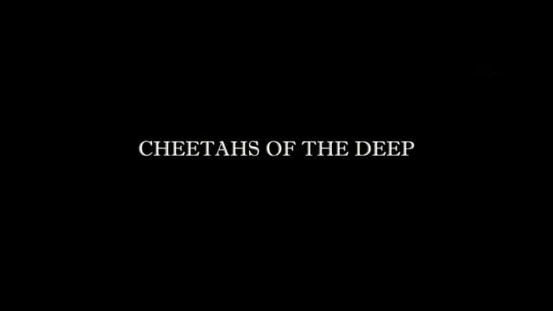 ¼ƬԱ/Cheetahs of the Deep-Ļ