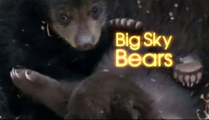 ¼Ƭ/Big Sky Bears-Ļ