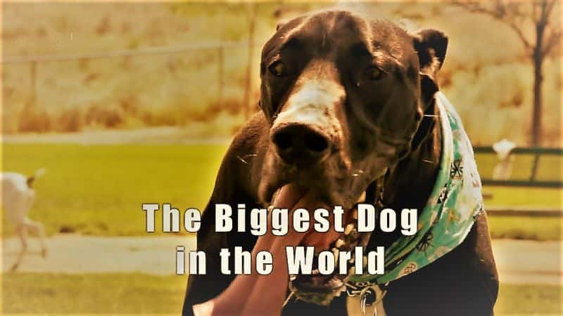 ¼ƬĹ/Biggest Dog in the World-Ļ