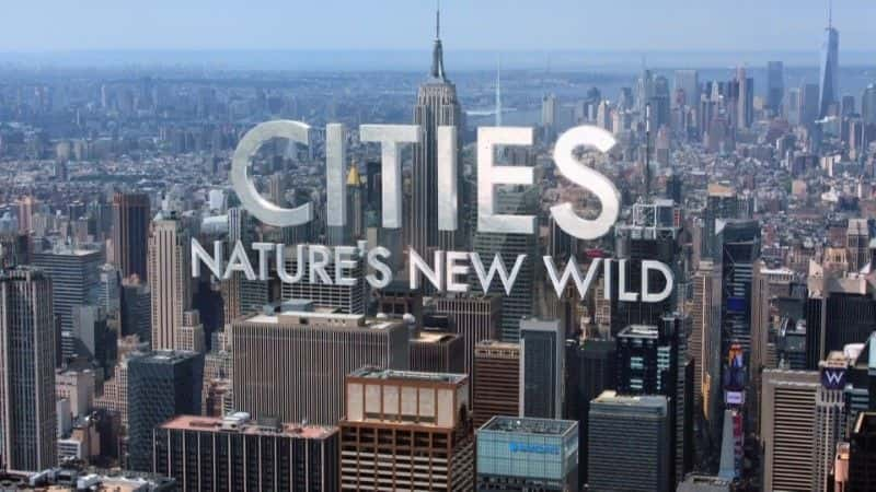 ¼ƬУȻҰ/Cities: Nature's New Wild-Ļ