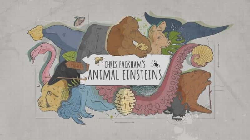 ¼Ƭ˹ķĶ/Chris Packham's Animal Einsteins-Ļ