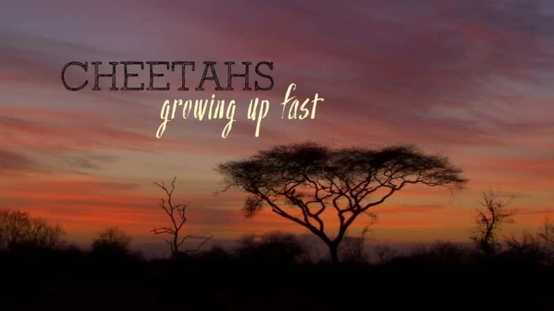 ¼ƬԱٳɳ/Cheetahs: Growing Up Fast-Ļ