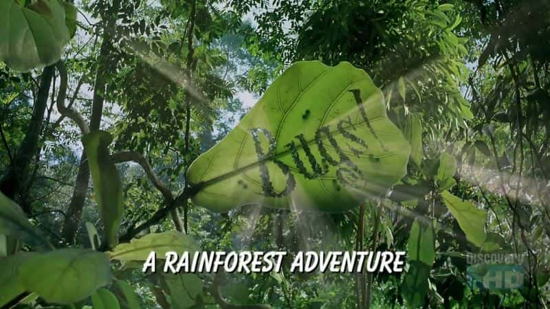 ¼Ƭӣһð/Bugs: A Rainforest Adventure-Ļ