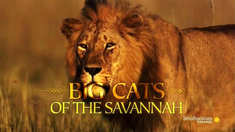 ¼ƬԭϵĴè/Big Cats of the Savannah-Ļ