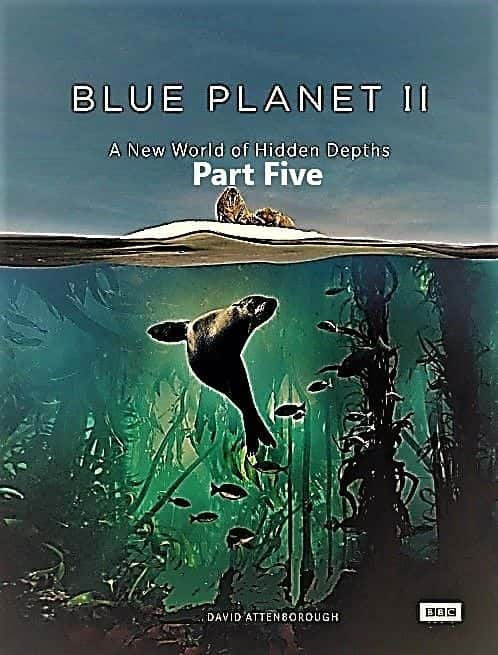 ¼ƬɫII5֣ɫ/Blue Planet II Part 5: Green Seas-Ļ