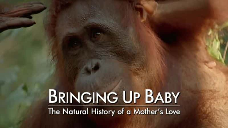 ¼Ƭ/Bringing Up Baby-Ļ