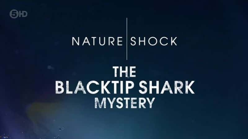 ¼Ƭ֮/The Blacktip Shark Mystery-Ļ