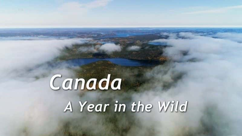 ¼ƬôҰ֮/Canada: A Year in the Wild-Ļ