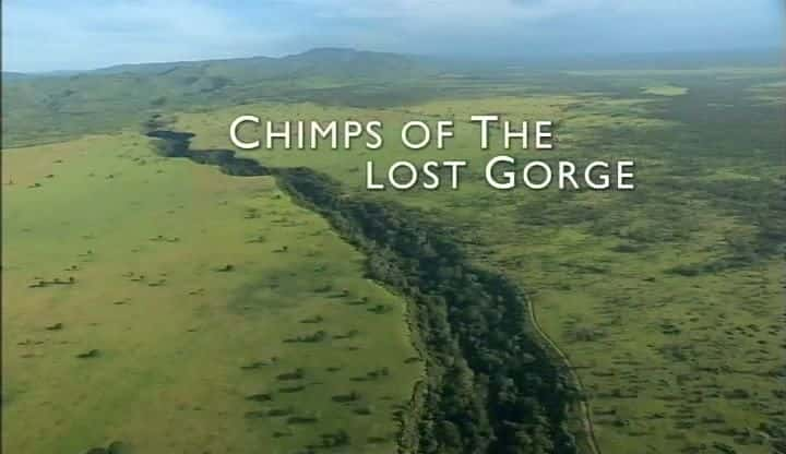 ¼ƬʧϿȵĺ/Chimps of the Lost Gorge-Ļ