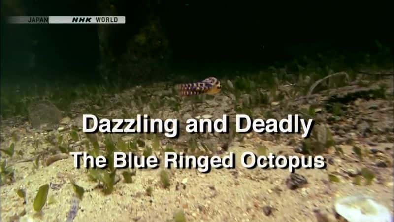 ¼Ƭ˶/Dazzling and Deadly: The Blue Ringed Octopus-Ļ