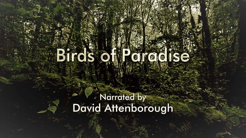 ¼Ƭ/Birds of Paradise-Ļ