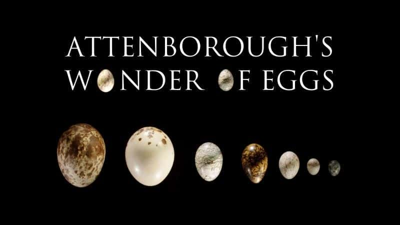 ¼Ƭյ/Attenborough's Wonder of Eggs-Ļ