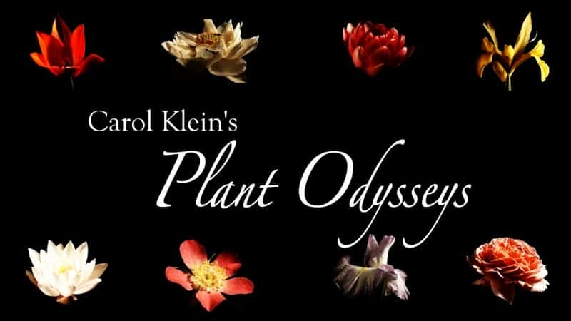 ¼Ƭ޶ֲ̽ϵ1/Carol Klein's Plant Odysseys Series 1-Ļ