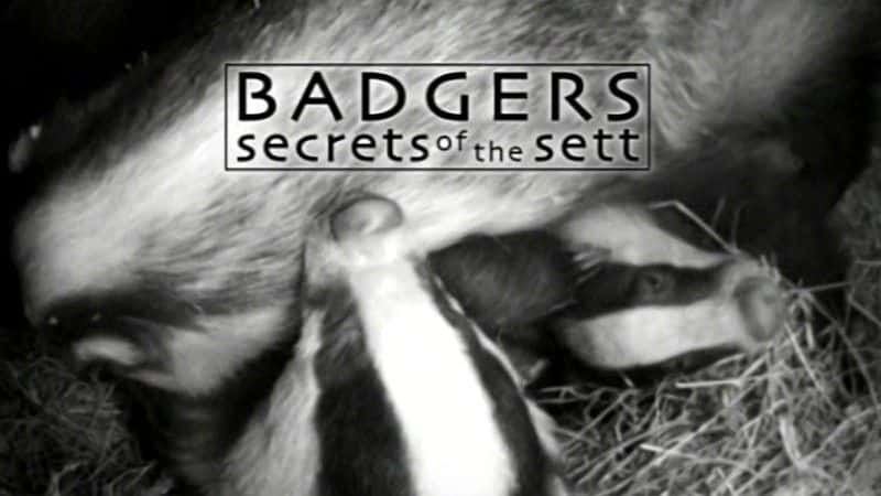 ¼ƬⵣѨ/Badgers: Secrets of the Sett-Ļ