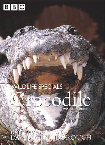 ¼Ƭ/Crocodile-Ļ