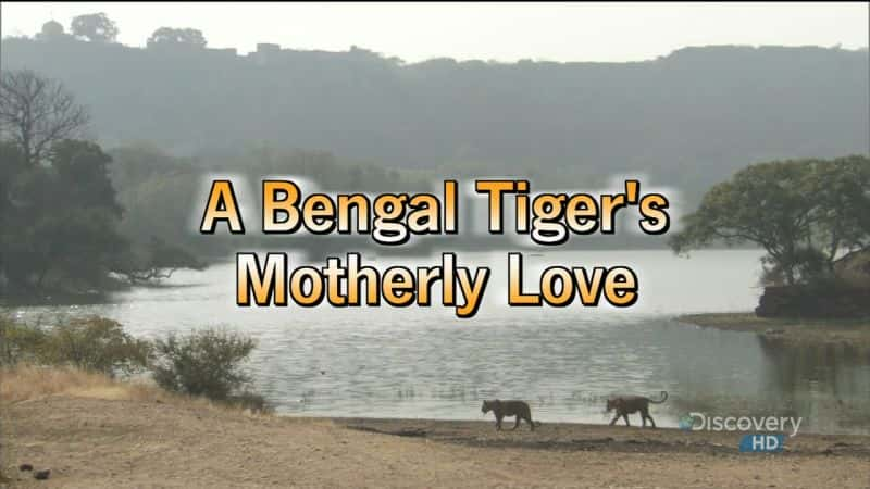 ¼Ƭϼĸ/A Bengal Tiger's Motherly Love-Ļ