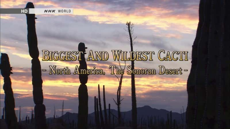 ¼ƬҰƣŵɳĮ/Biggest and Wildest Cacti: The Sonoran Desert-Ļ