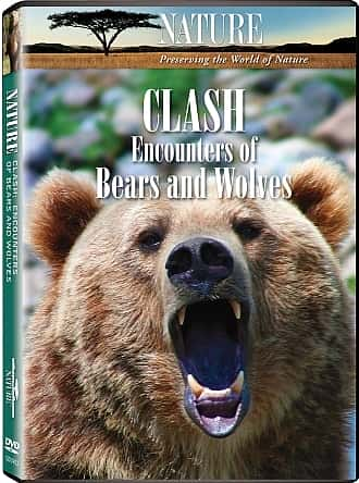 ¼Ƭͻǵ/Clash: Encounters of Bears and Wolves-Ļ