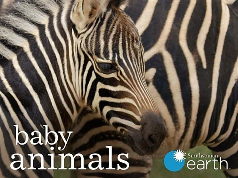 ¼Ƭ׶һ/Baby Animals: Series 1-Ļ