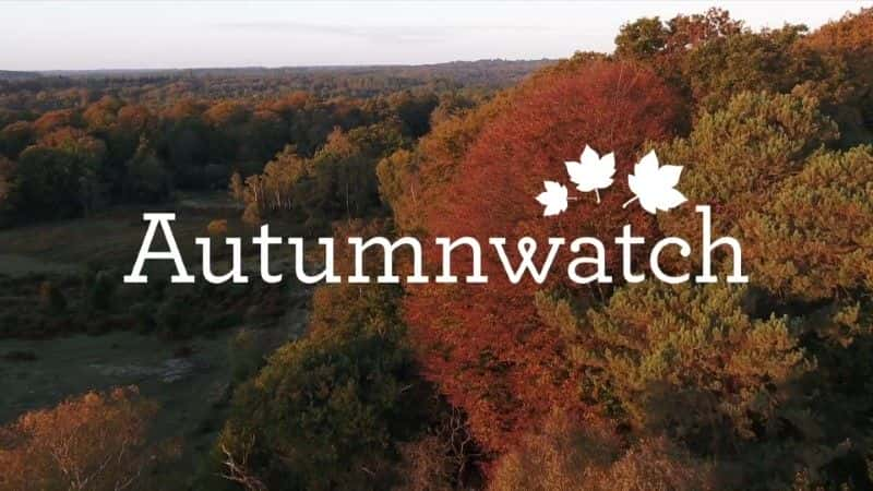 ¼Ƭ2020＾۲/Autumnwatch 2020-Ļ