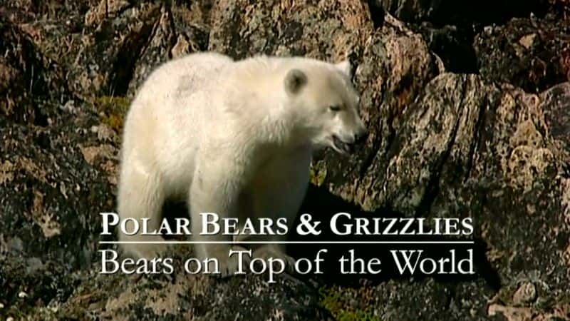 ¼Ƭ֮۵/Bears on Top of the World-Ļ