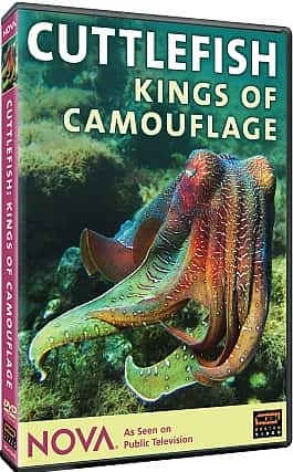 ¼Ƭαװ֮/Cuttlefish: Kings of Camouflage-Ļ