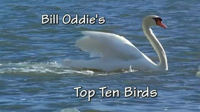 ¼Ƭȶµϵʮ/Bill Oddie's Top Ten Birds-Ļ