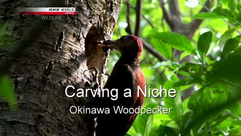 ¼Ƭһ򣺳ľ/Carving a Niche: Okinawa Woodpecker-Ļ