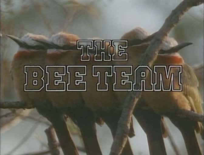 ¼Ƭ۷Ŷ/The Bee-Team-Ļ