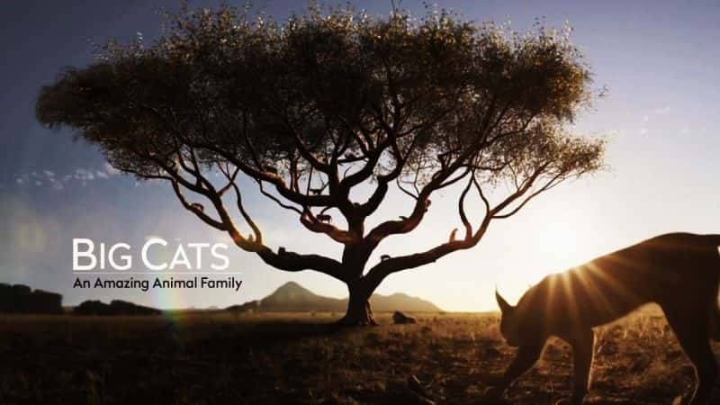 ¼Ƭèһ˾̾Ķ/Big Cats: An Amazing Animal Family-Ļ