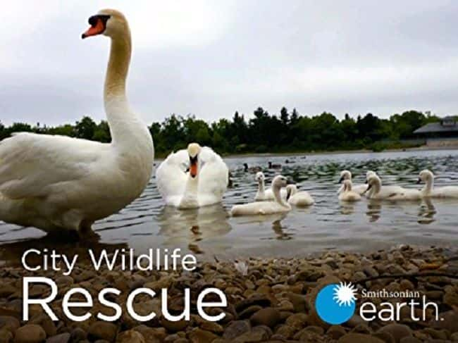 ¼ƬҰԮһ/City Wildlife Rescue: Series 1-Ļ