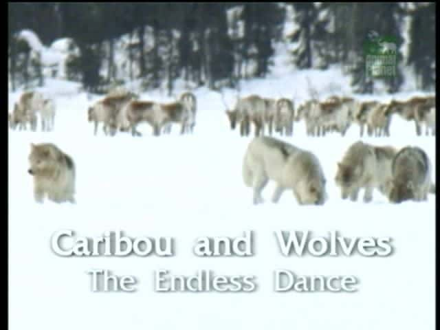 ¼Ƭѱ¹ǣ޾赸/Caribou and Wolves: The Endless Dance-Ļ